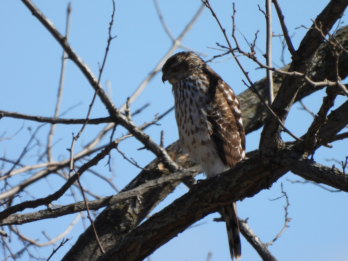 Cooper's Hawk - Armand  Collins