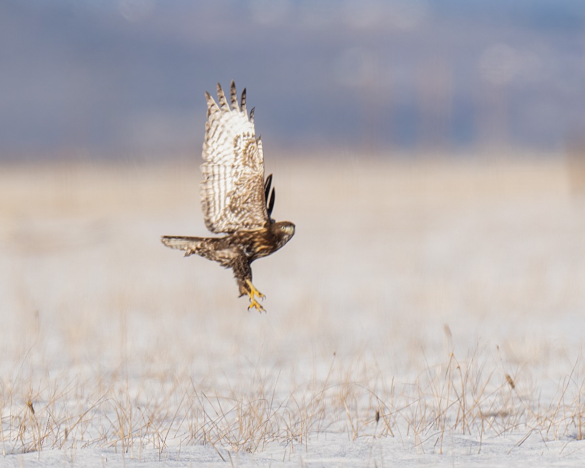 Red-tailed Hawk (Harlan's) - John Davis