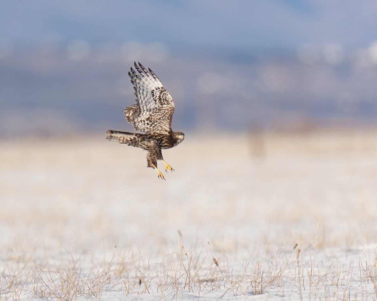 Red-tailed Hawk (Harlan's) - John Davis