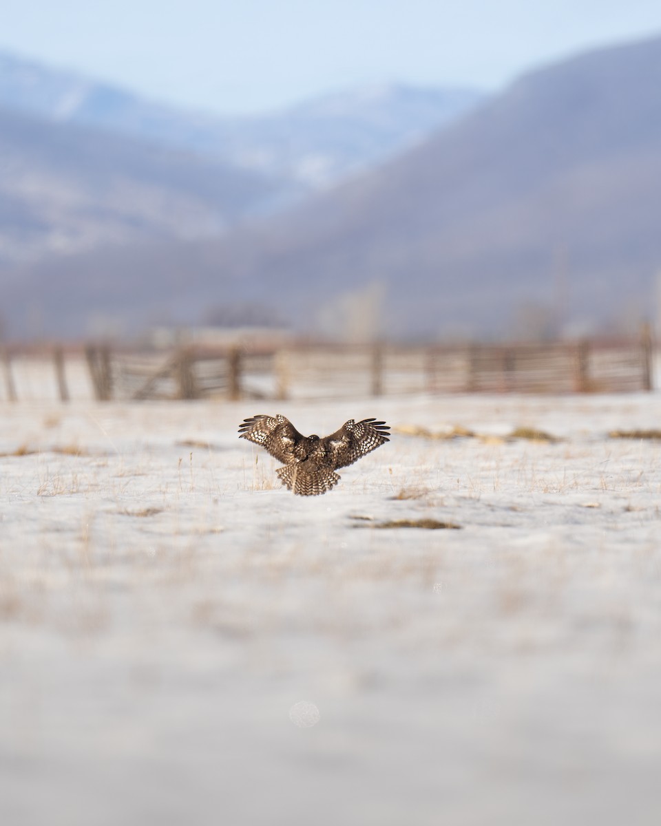 Red-tailed Hawk (Harlan's) - ML615257483