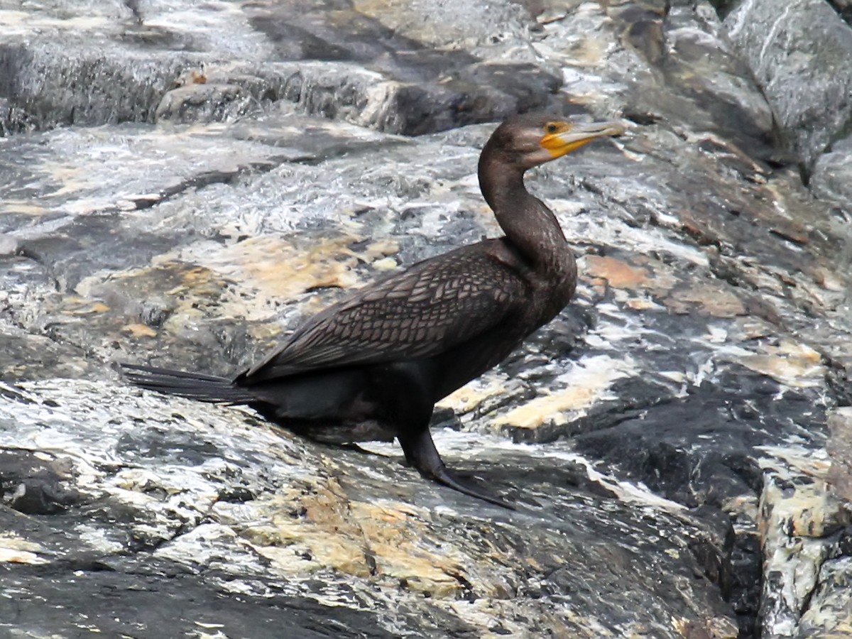 Great Cormorant - ML615257505