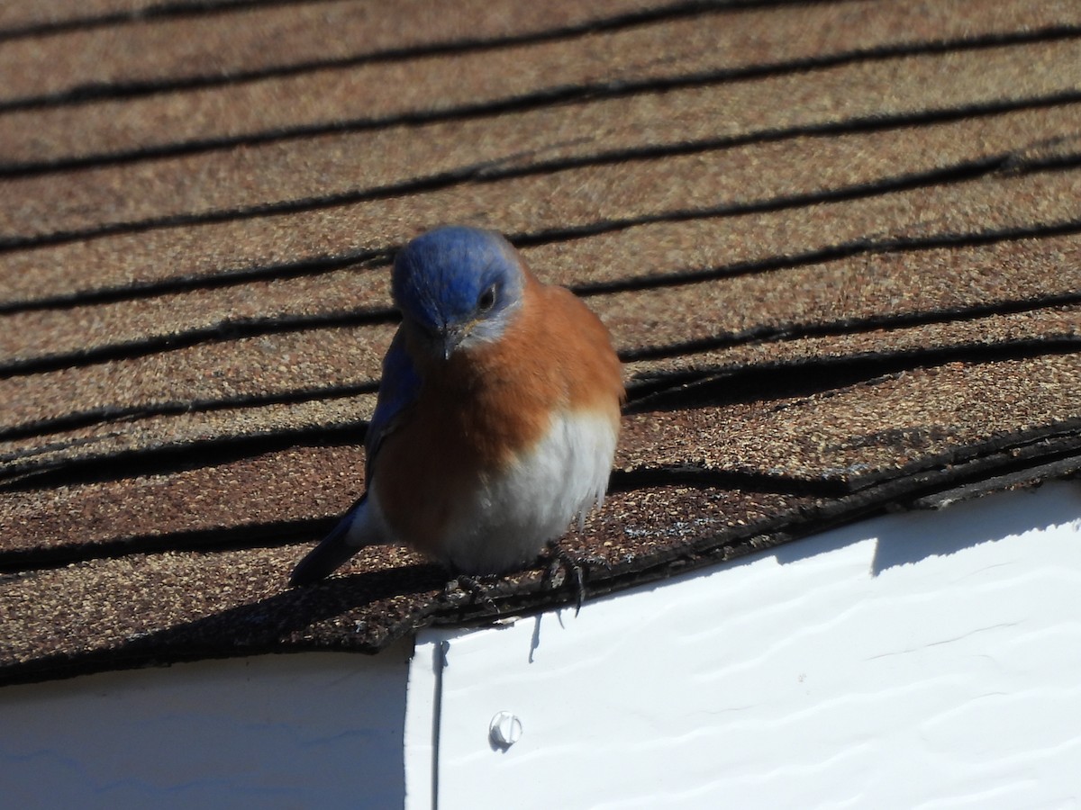 Eastern Bluebird - ML615257595