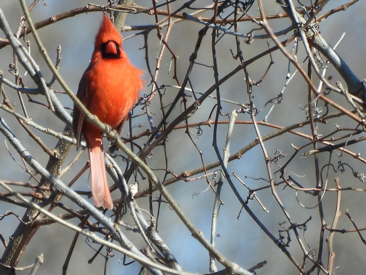 Cardinal rouge - ML615257643