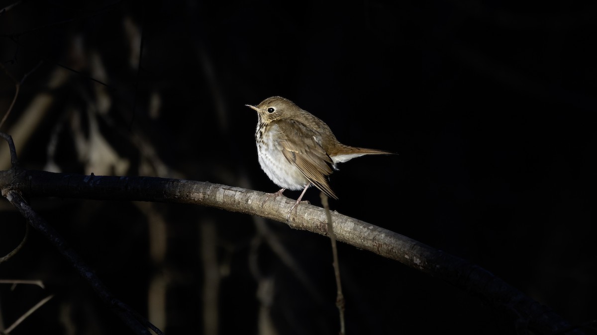 Hermit Thrush - ML615257670