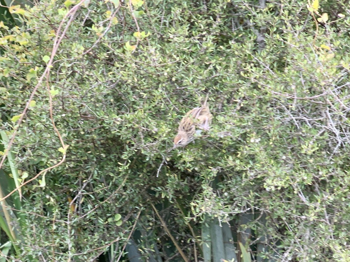 New Zealand Fernbird - ML615257681