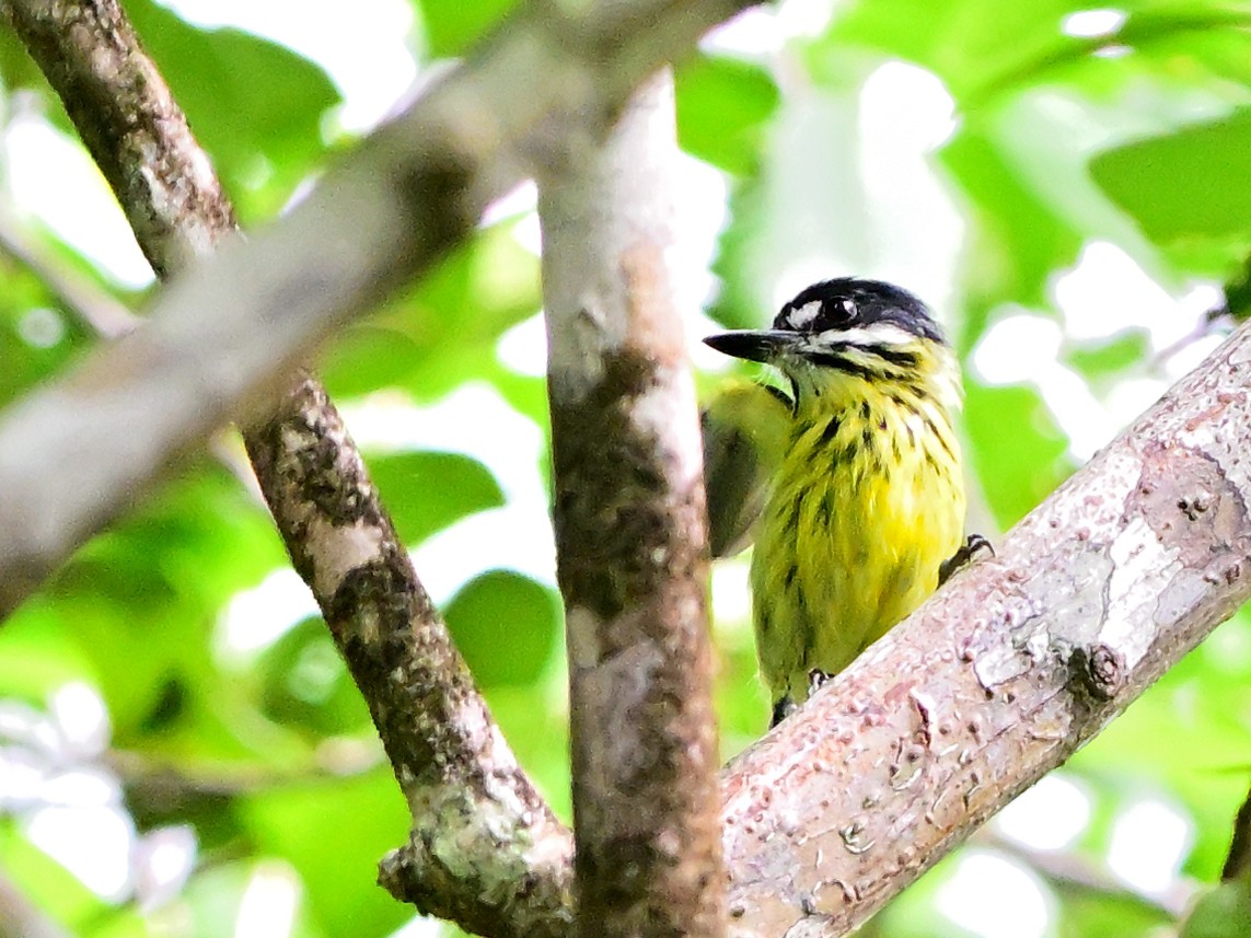 Painted Tody-Flycatcher - ML615257701