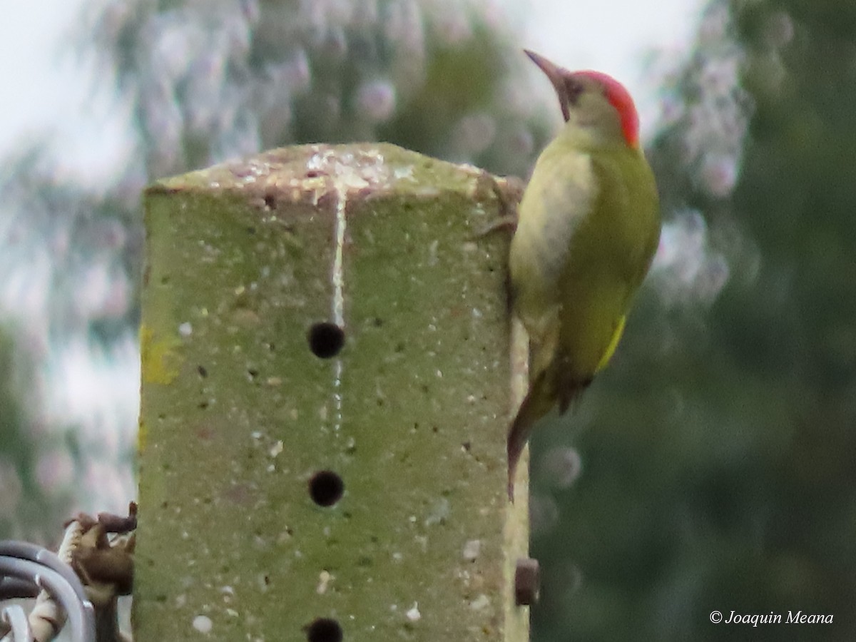 Iberian Green Woodpecker - ML615257707