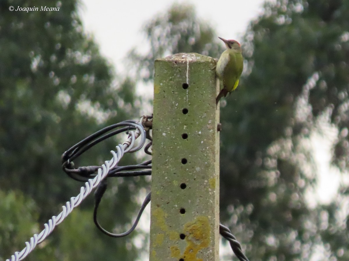 Iberian Green Woodpecker - ML615257708