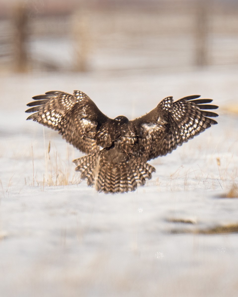 Red-tailed Hawk (Harlan's) - John Davis