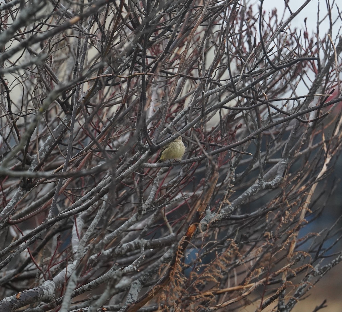 Palm Warbler - ML615257726