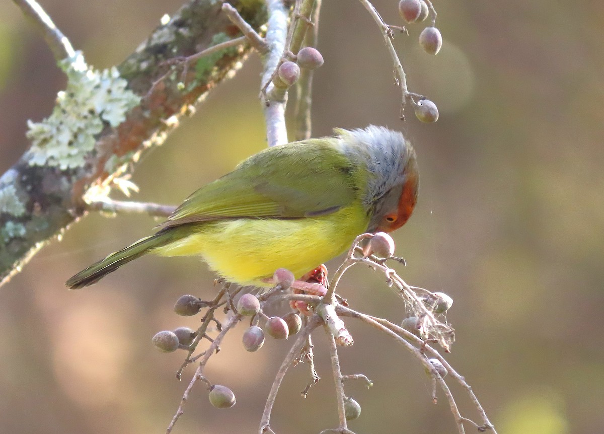 Rufous-browed Peppershrike - ML615257749