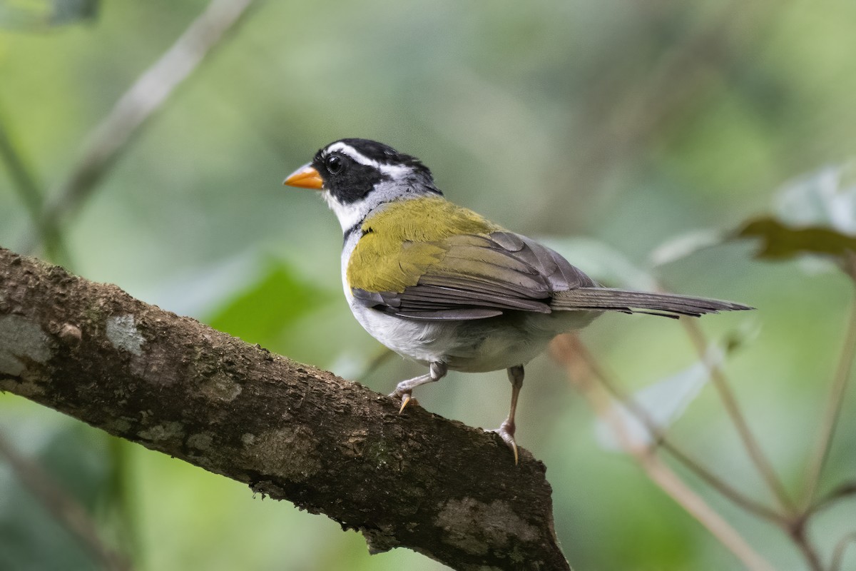 Saffron-billed Sparrow (Saffron-billed) - ML615257792