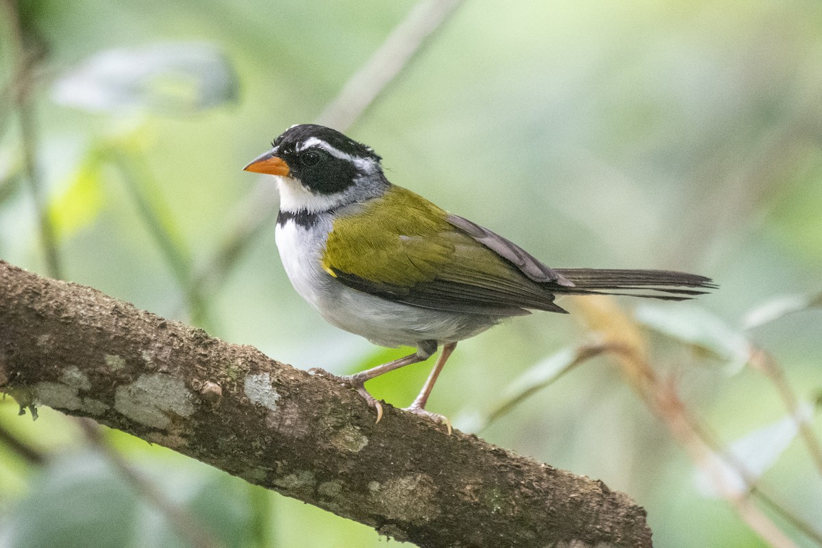 Saffron-billed Sparrow (Saffron-billed) - Luiz Carlos Ramassotti