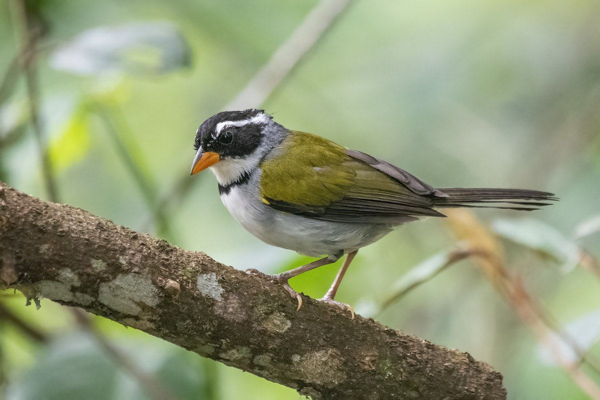 Saffron-billed Sparrow (Saffron-billed) - Luiz Carlos Ramassotti