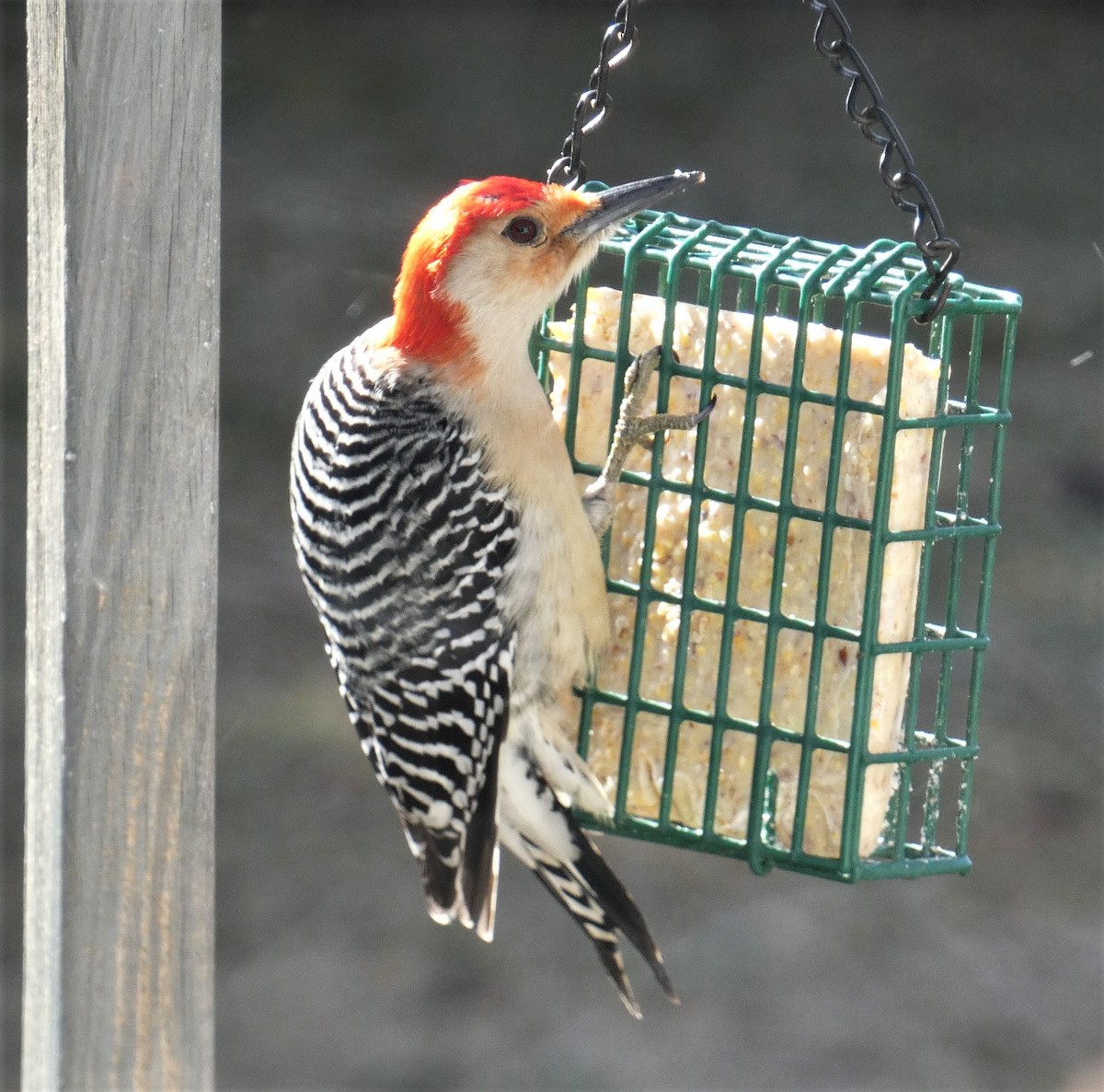 Red-bellied Woodpecker - Lily Higgins