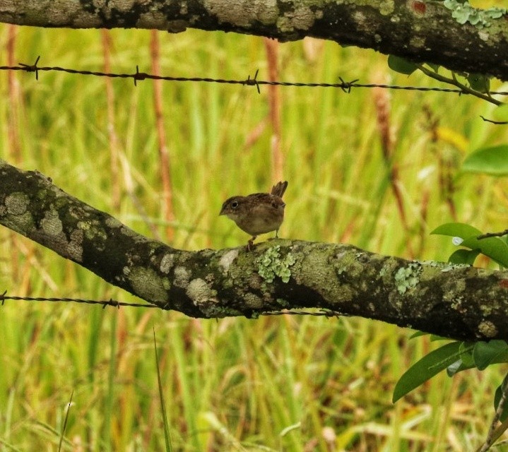Grassland Sparrow - ML615257871