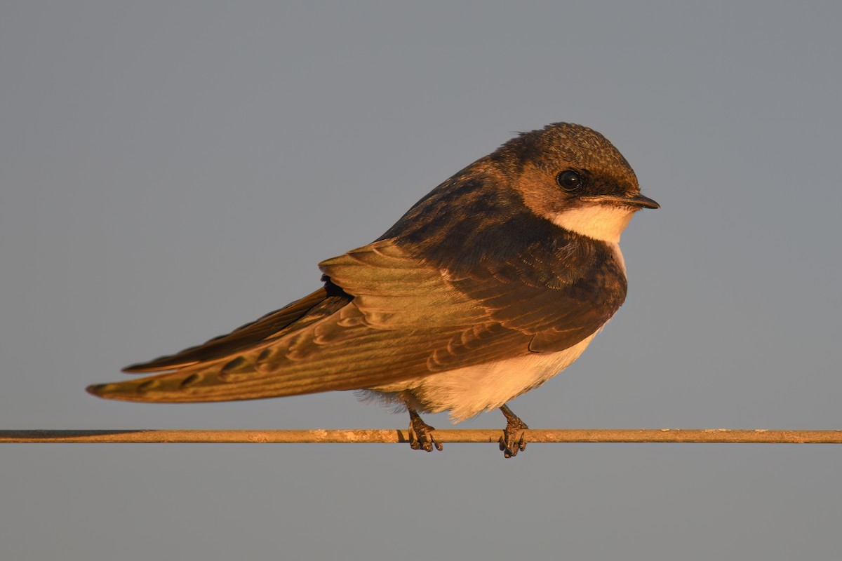 Golondrina Perlada - ML615257967