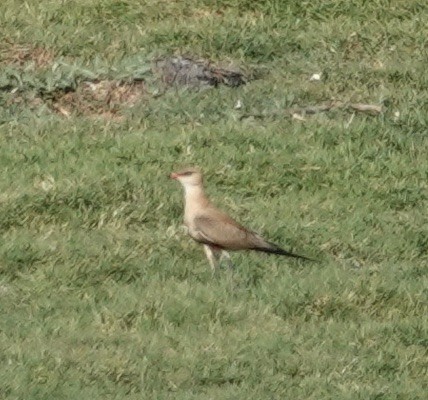 Australian Pratincole - ML615258061