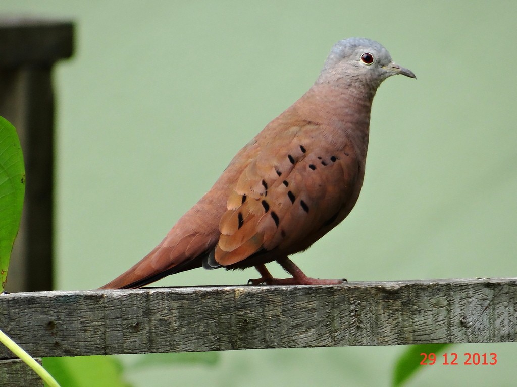 Ruddy Ground Dove - ML615258093