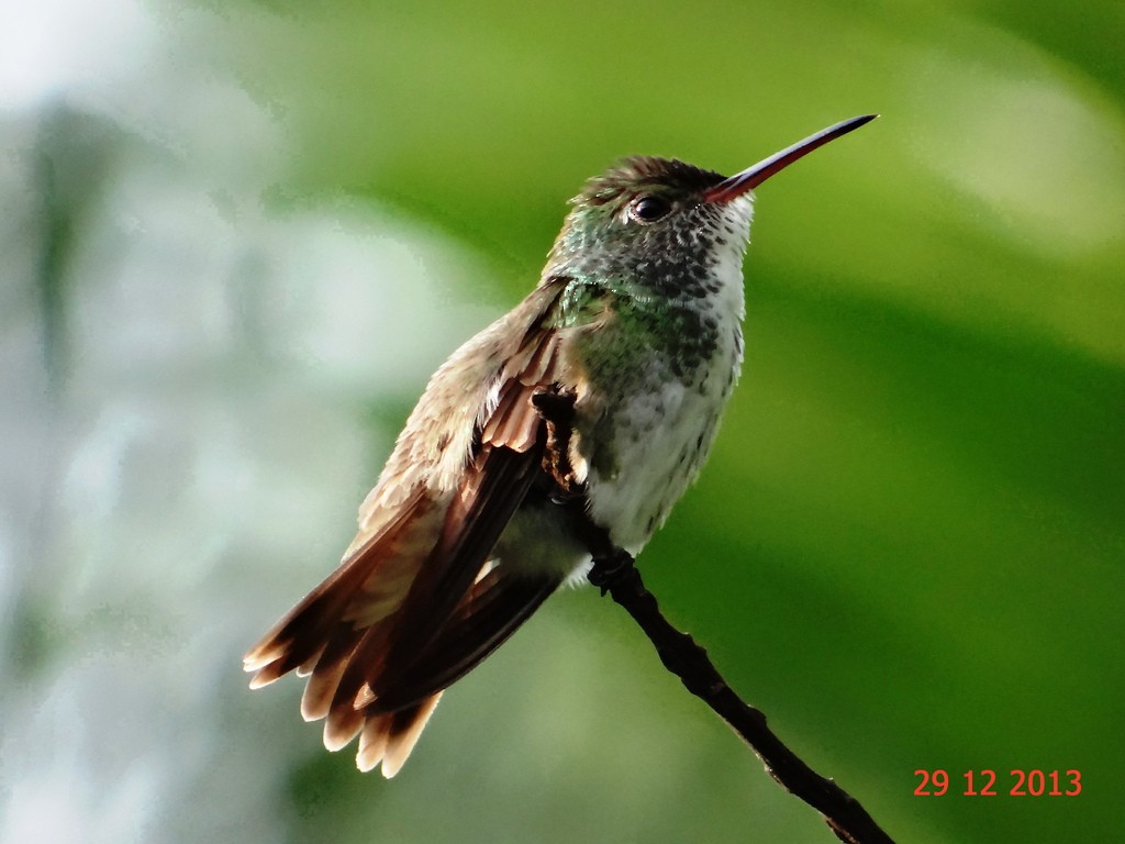 kolibřík pestrý - ML615258097