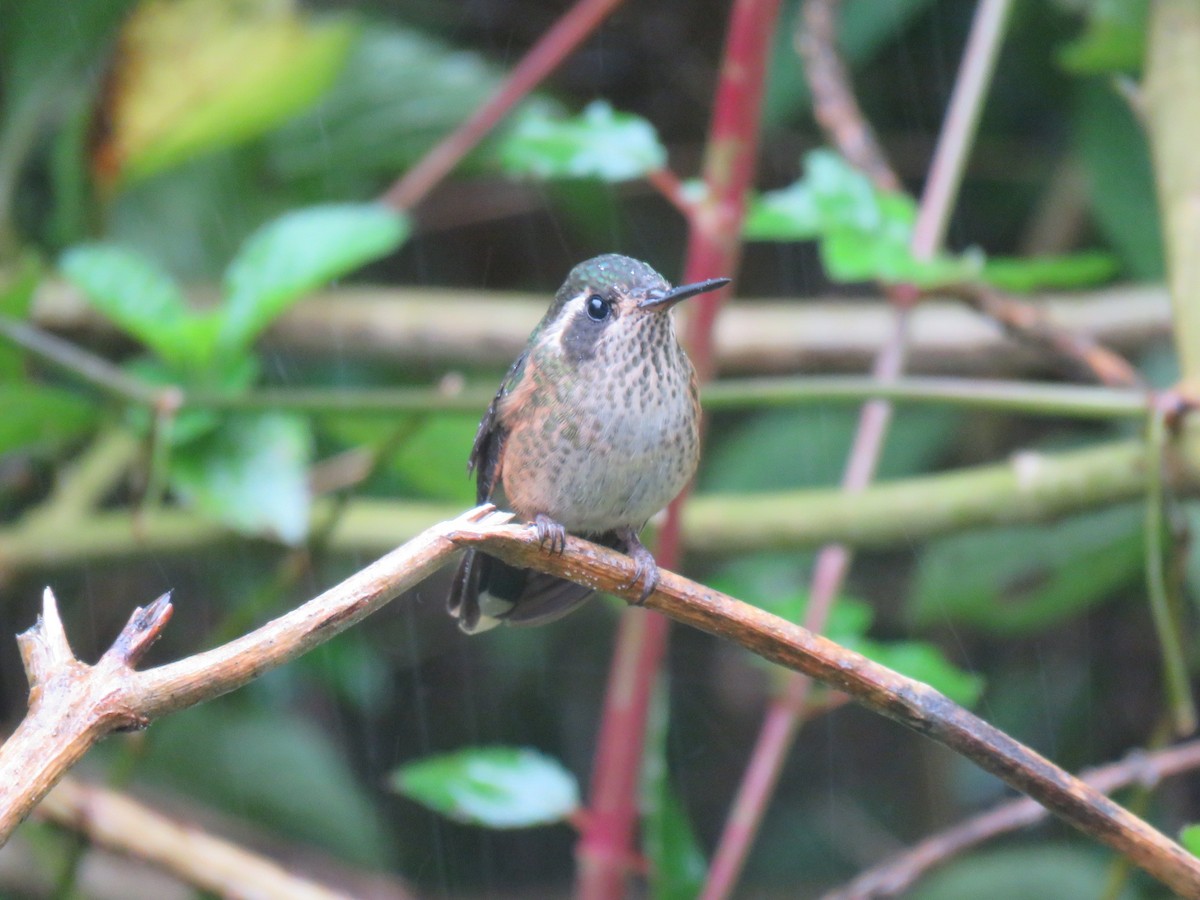 Speckled Hummingbird (melanogenys Group) - ML615258140