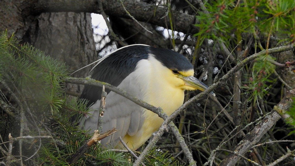 Black-crowned Night Heron - ML615258160