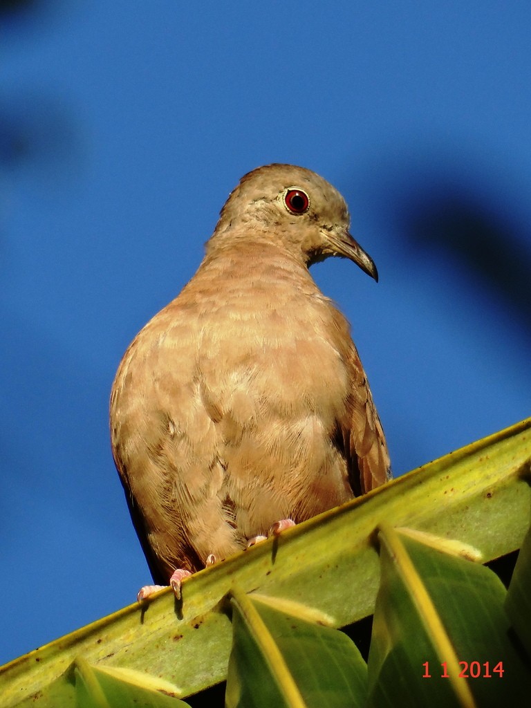 Ruddy Ground Dove - ML615258168