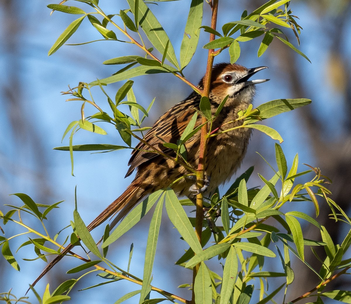 Cape Grassbird - Sam Zuckerman