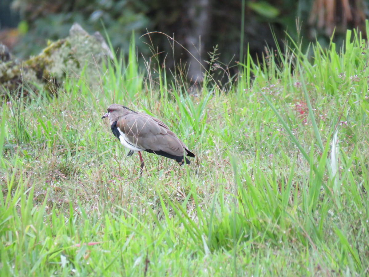 Southern Lapwing (cayennensis) - Alec Humann