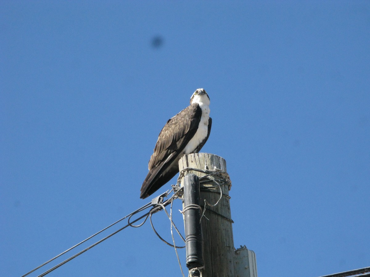 Osprey - ML615258293