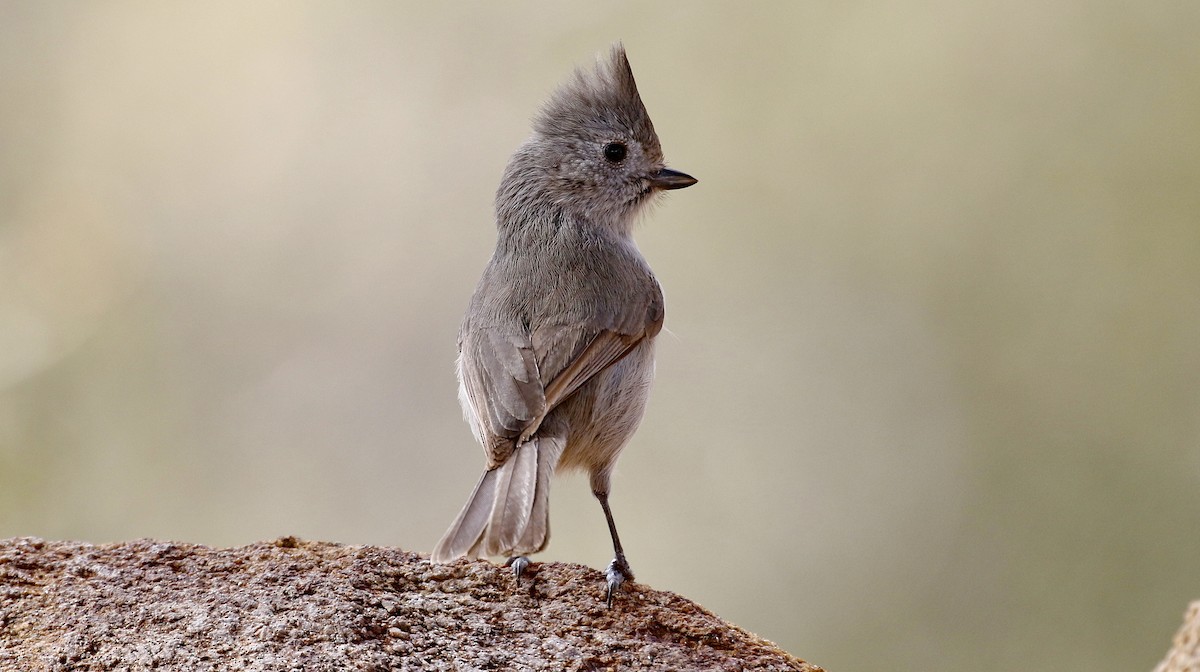 Oak Titmouse - ML615258396