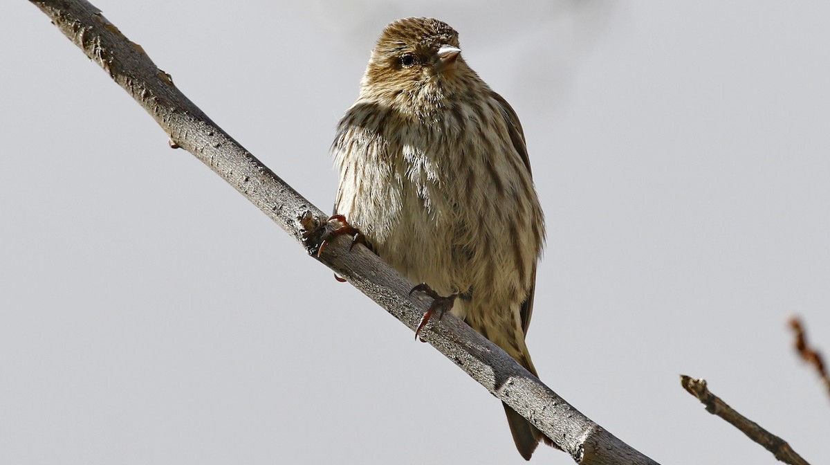 Pine Siskin - Alison Sheehey