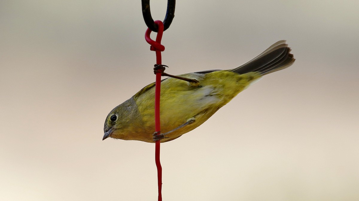 Orange-crowned Warbler - Alison Sheehey