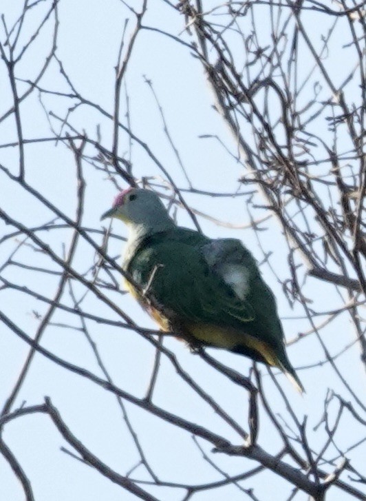 Rose-crowned Fruit-Dove - ML615258453