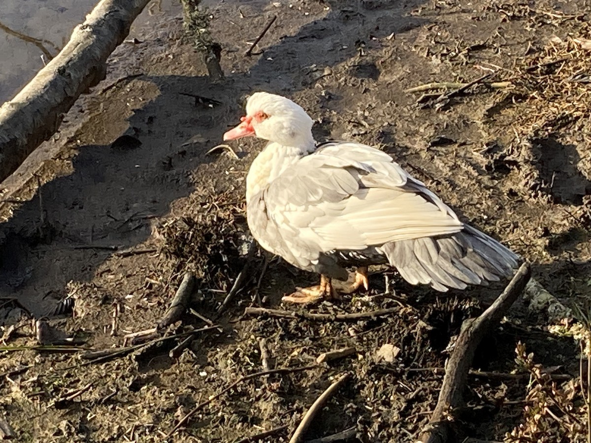 Muscovy Duck (Domestic type) - ML615258466