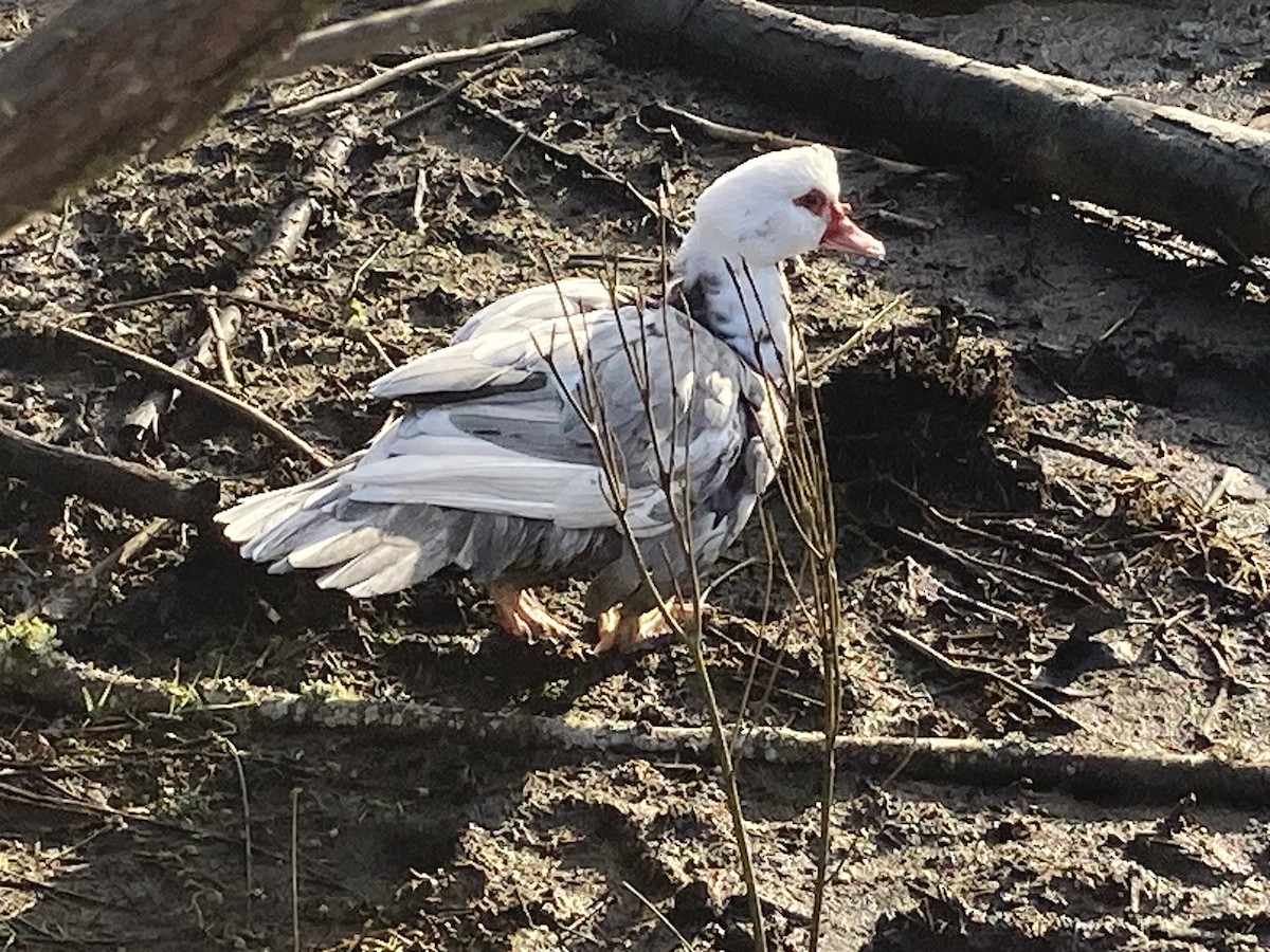 Muscovy Duck (Domestic type) - Jeff Marks