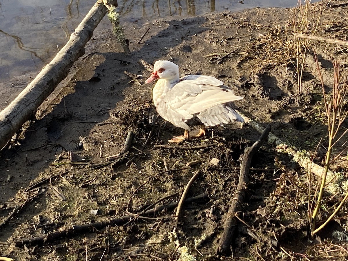 Muscovy Duck (Domestic type) - ML615258469