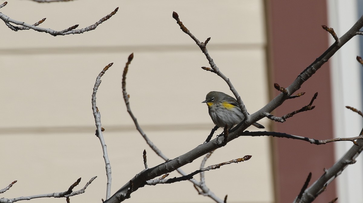 Yellow-rumped Warbler (Audubon's) - Alison Sheehey