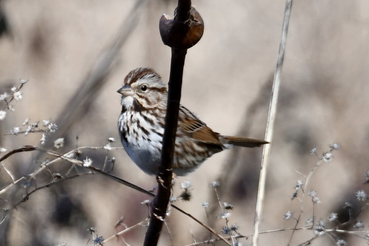 Song Sparrow - Carole Stroupe