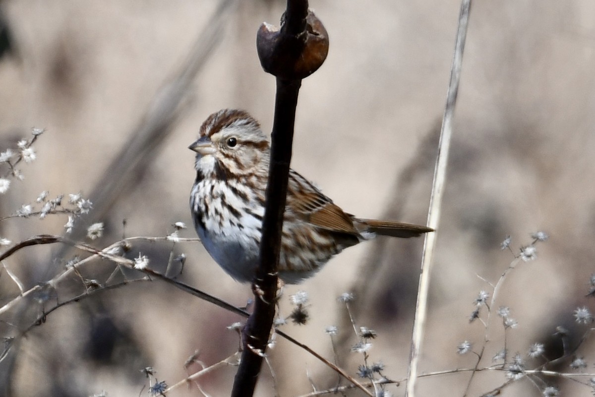 Song Sparrow - ML615258509