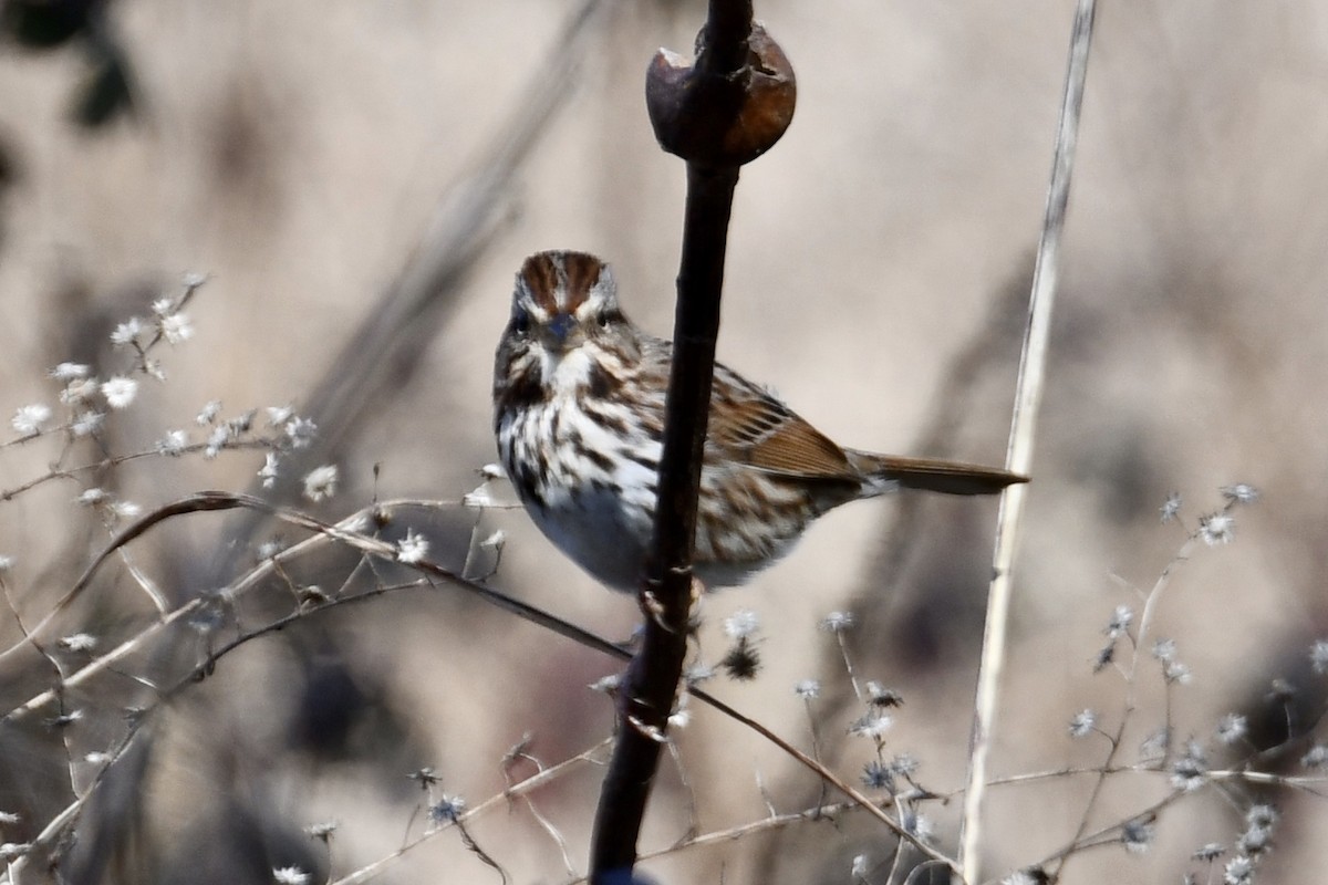 Song Sparrow - Carole Stroupe