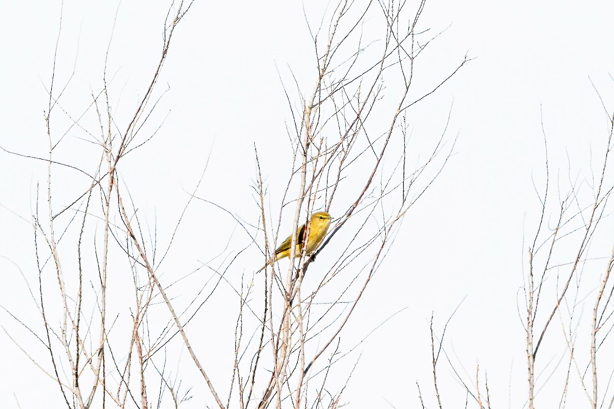 Common Chiffchaff - ML615258551