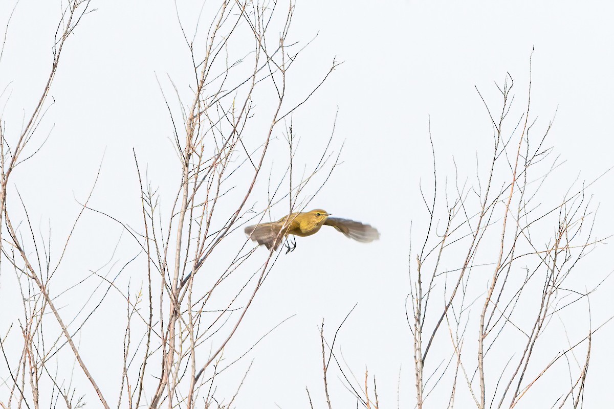 Common Chiffchaff - Manuel Fernandez-Bermejo