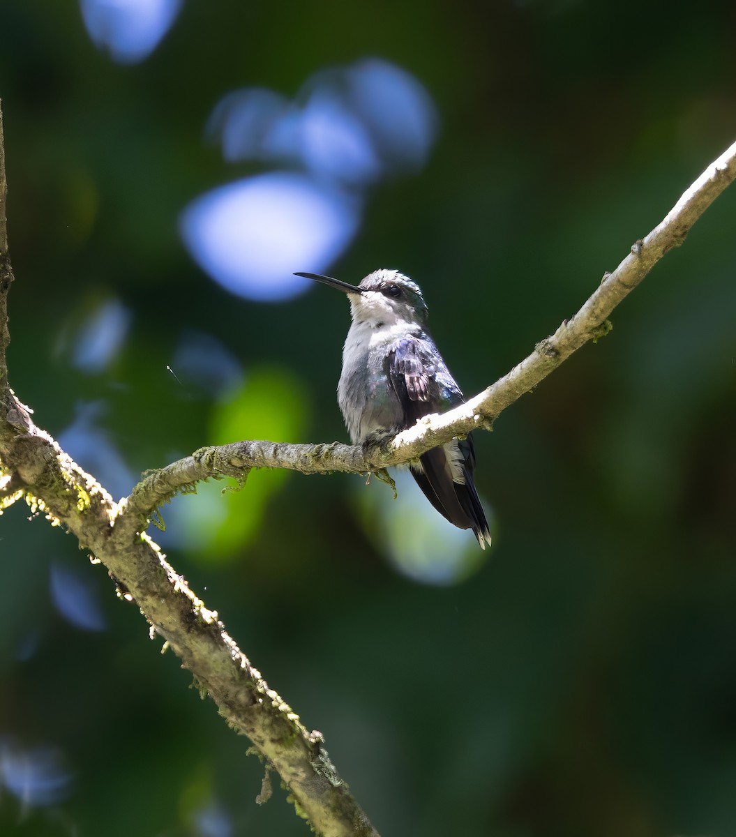 Charming Hummingbird - Steve and Cyndi Routledge