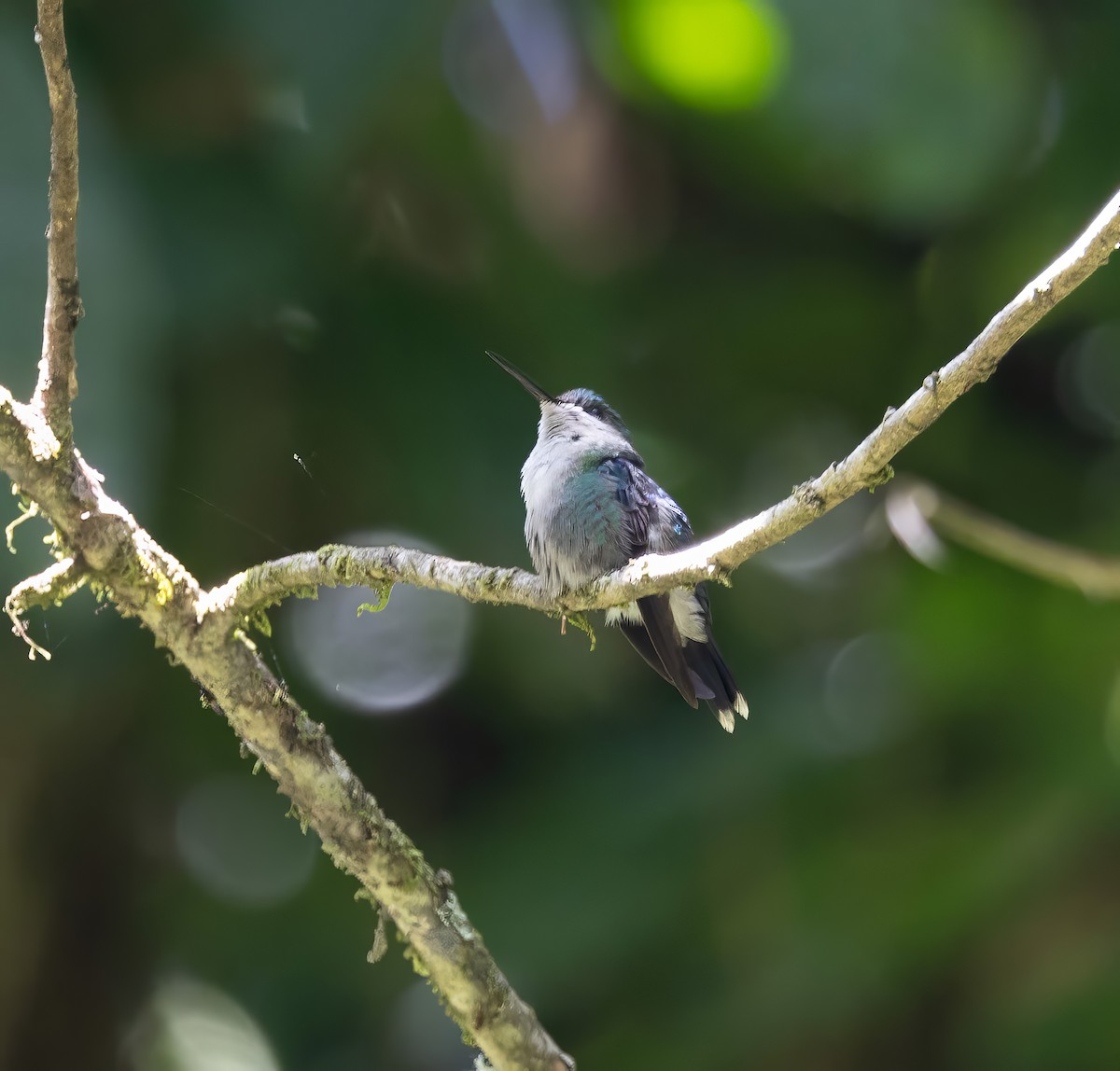 Charming Hummingbird - Steve and Cyndi Routledge