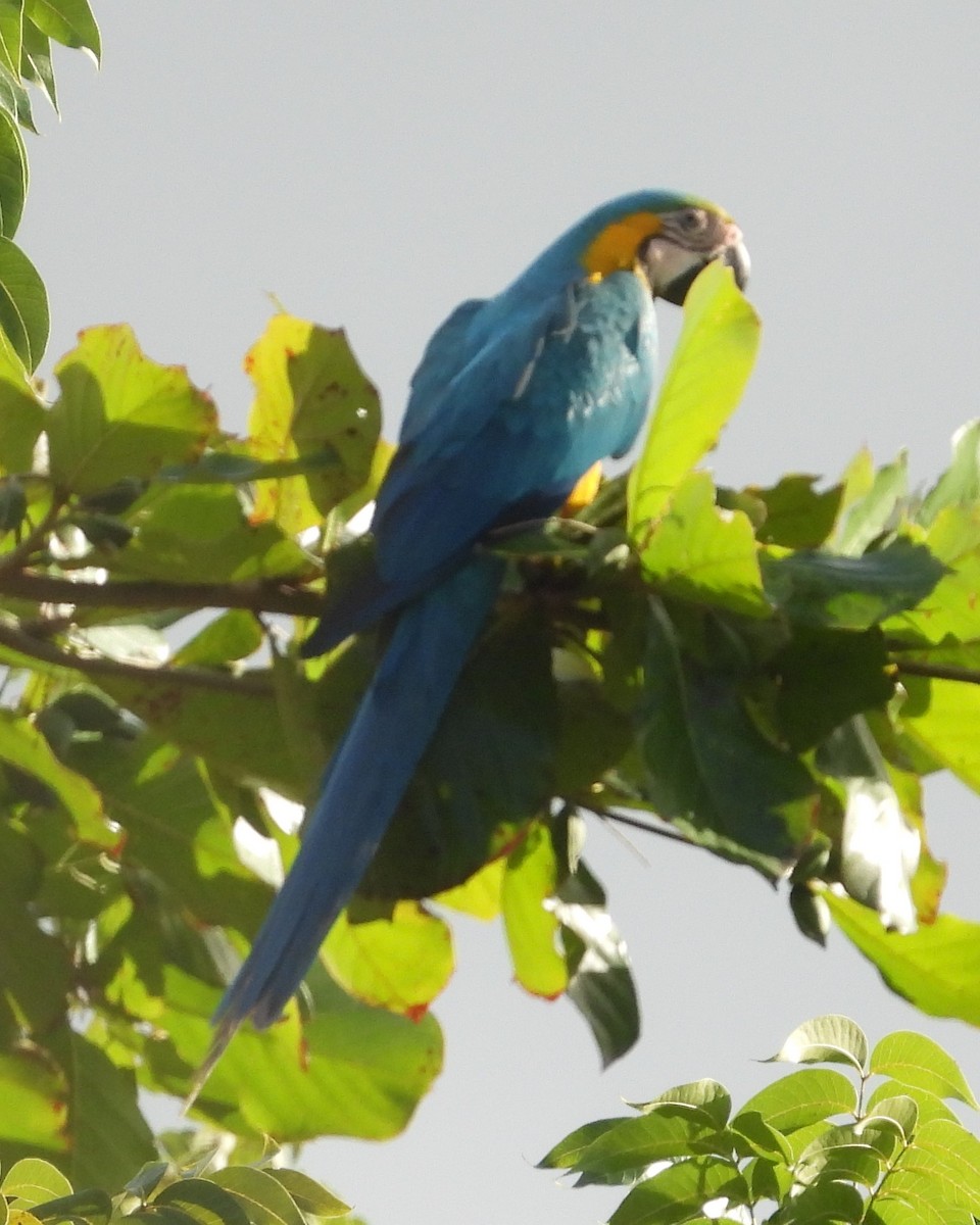 Blue-and-yellow Macaw - ML615258558