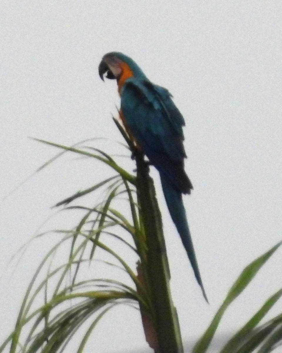 Blue-and-yellow Macaw - ML615258560