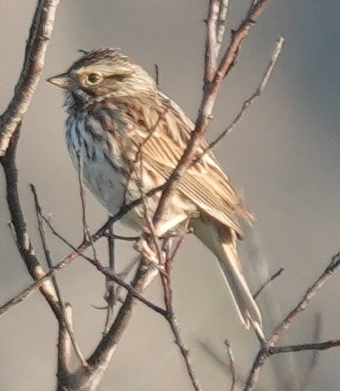 Savannah Sparrow - Lilian Saul