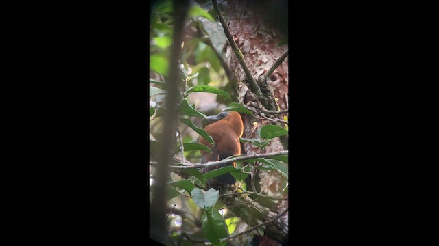 Pájaro Capuchino - ML615258587