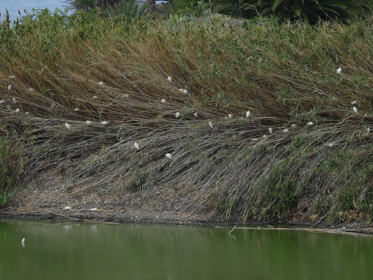 Western Cattle Egret - ML615258590